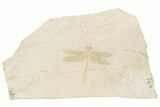 Fossil Dragonfly (Stenophlebia?) - Solnhofen Limestone #206600-1